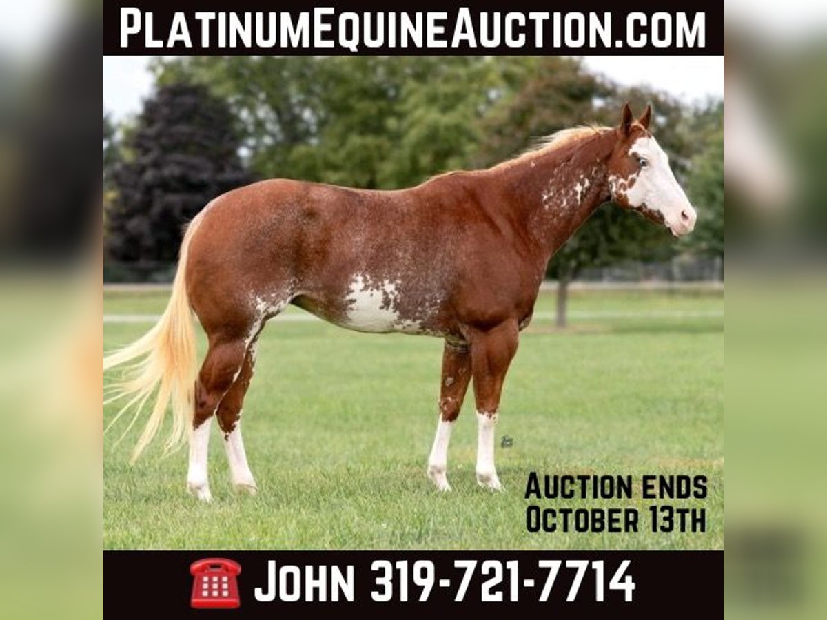 Paint Horse Mare 12 years 14,3 hh Overo-all-colors in Lisbon ,IA