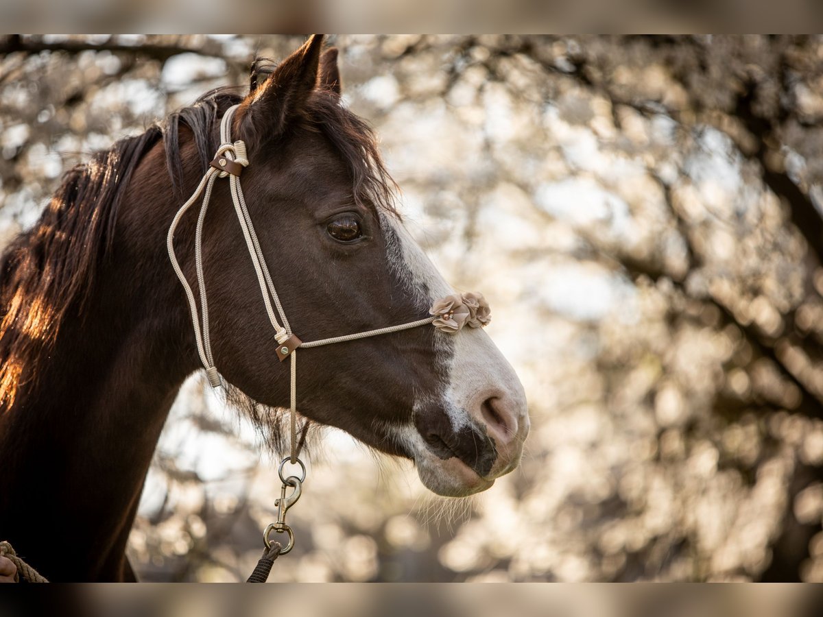 Paint Horse Mare 12 years 14,2 hh Black in Habichtswald
