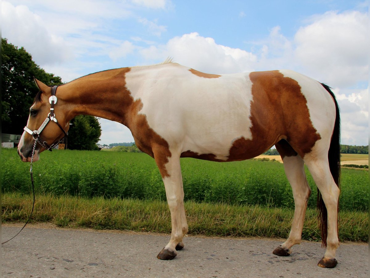 Paint Horse Mare 12 years 14,2 hh Tobiano-all-colors in Rottenburg am Neckar