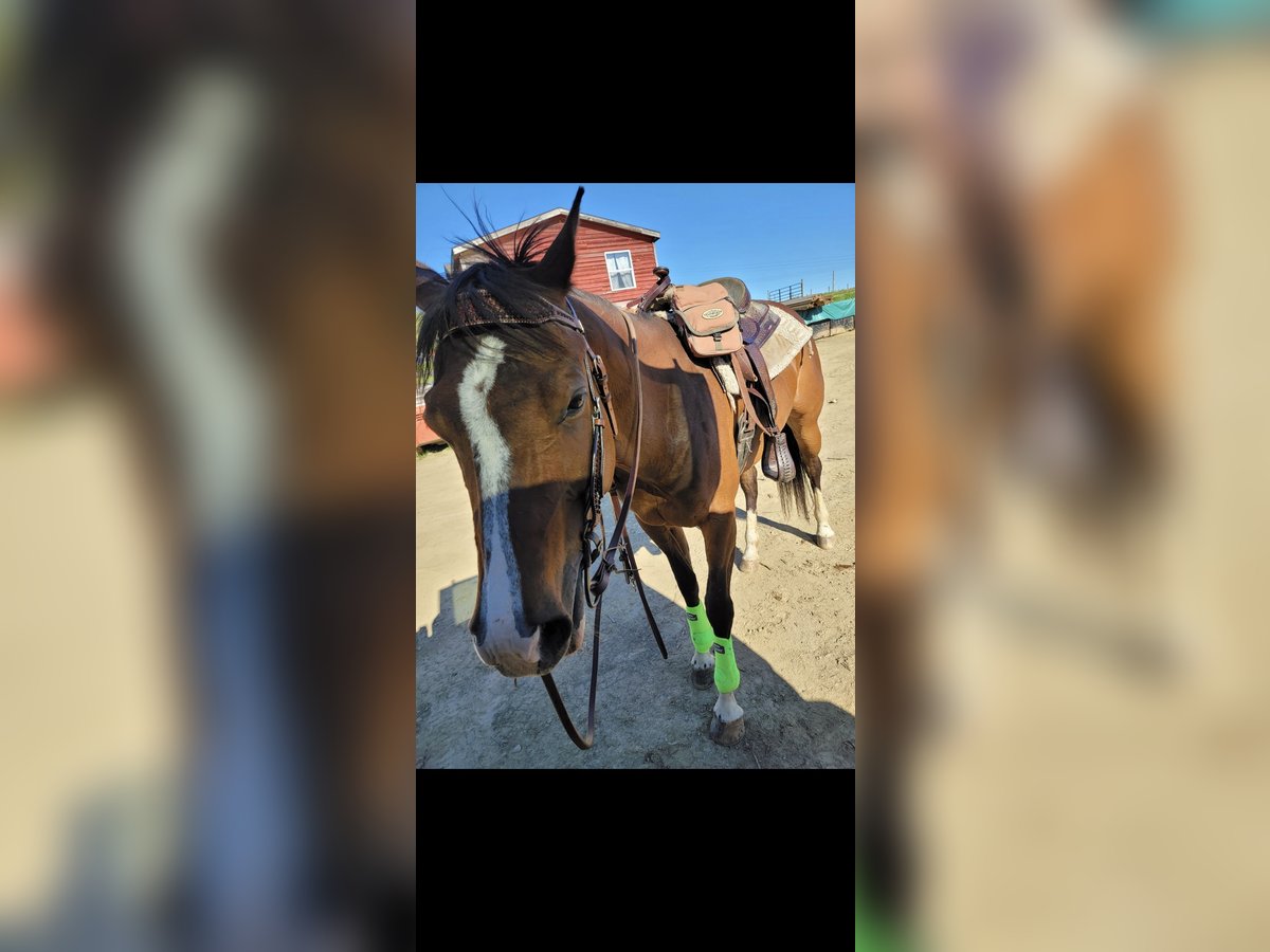 Paint Horse Mare 12 years 16 hh Bay in Clearfield