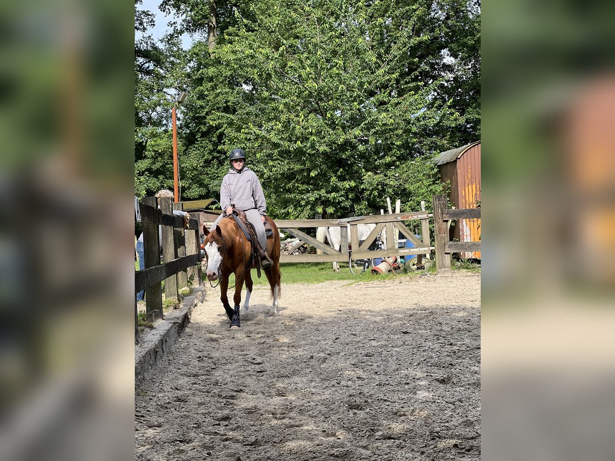 Paint Horse Mare 13 years 14,1 hh Chestnut-Red in Marl