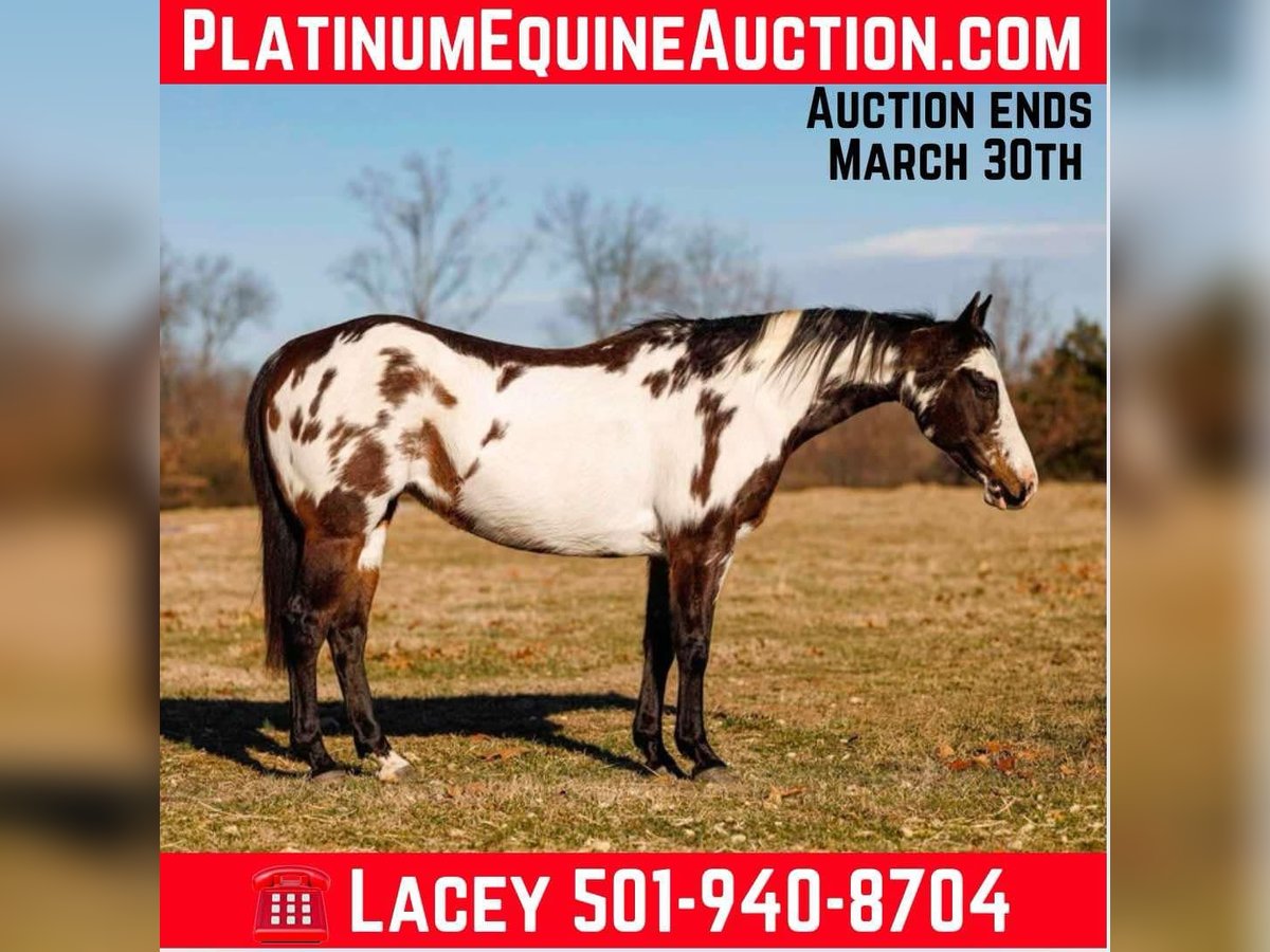 Paint Horse Mare 13 years 14,3 hh Overo-all-colors in Quitman AR