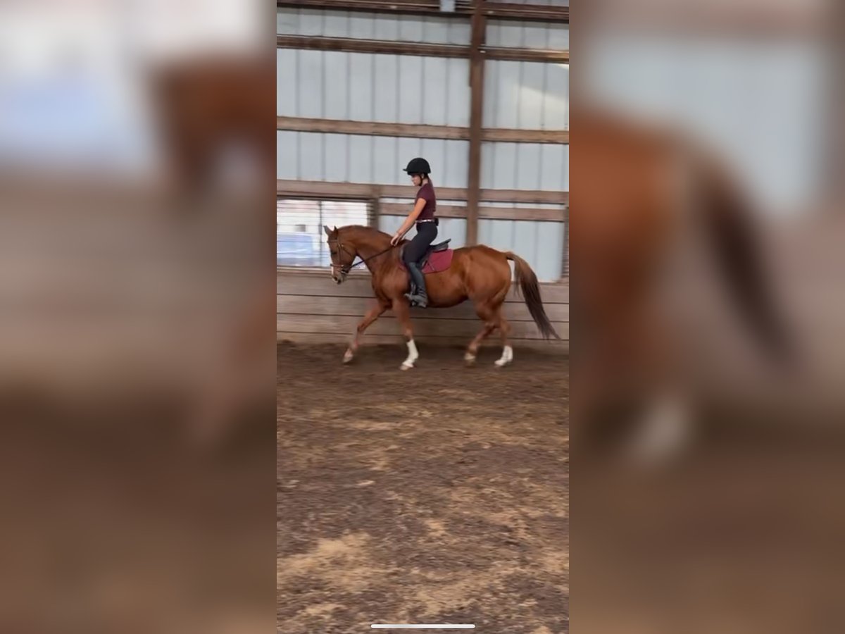 Paint Horse Mare 14 years 15 hh Chestnut in Northfield