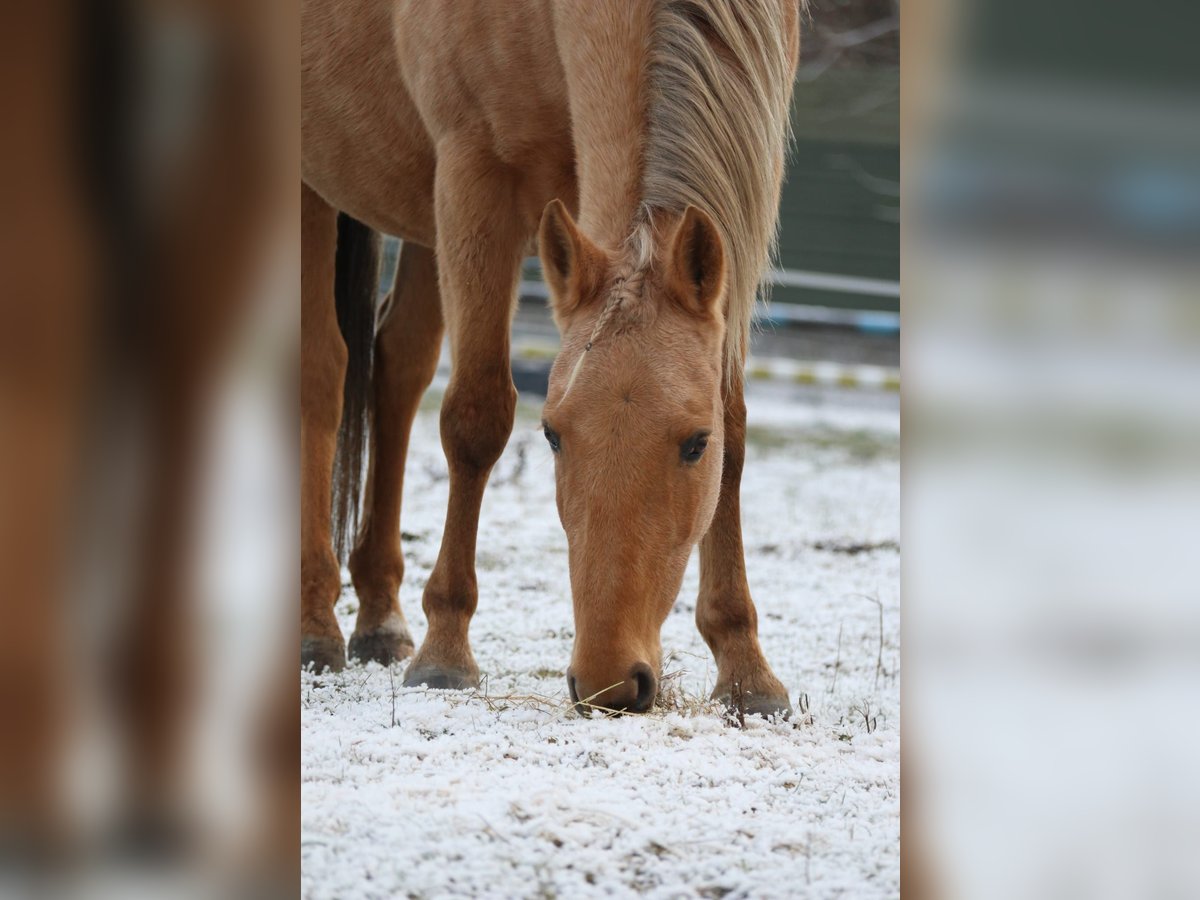 Paint Horse Mix Mare 14 years 15 hh Palomino in Meinersen