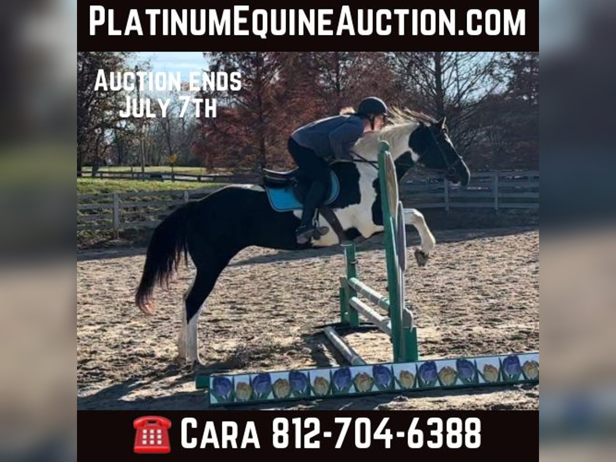 Paint Horse Mare 14 years 15 hh Tobiano-all-colors in bORDEN in