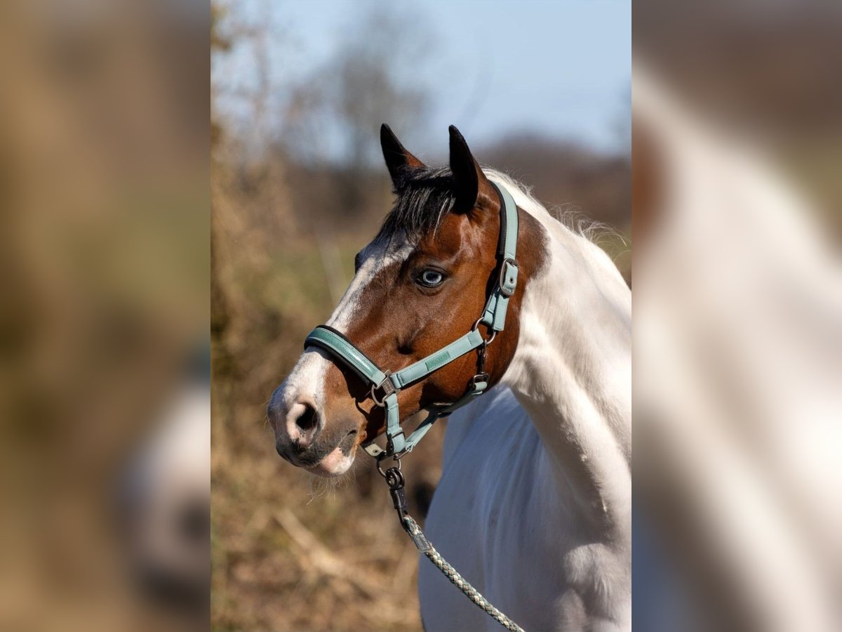 Paint Horse Mare 14 years 15,1 hh Tovero-all-colors in Trittau