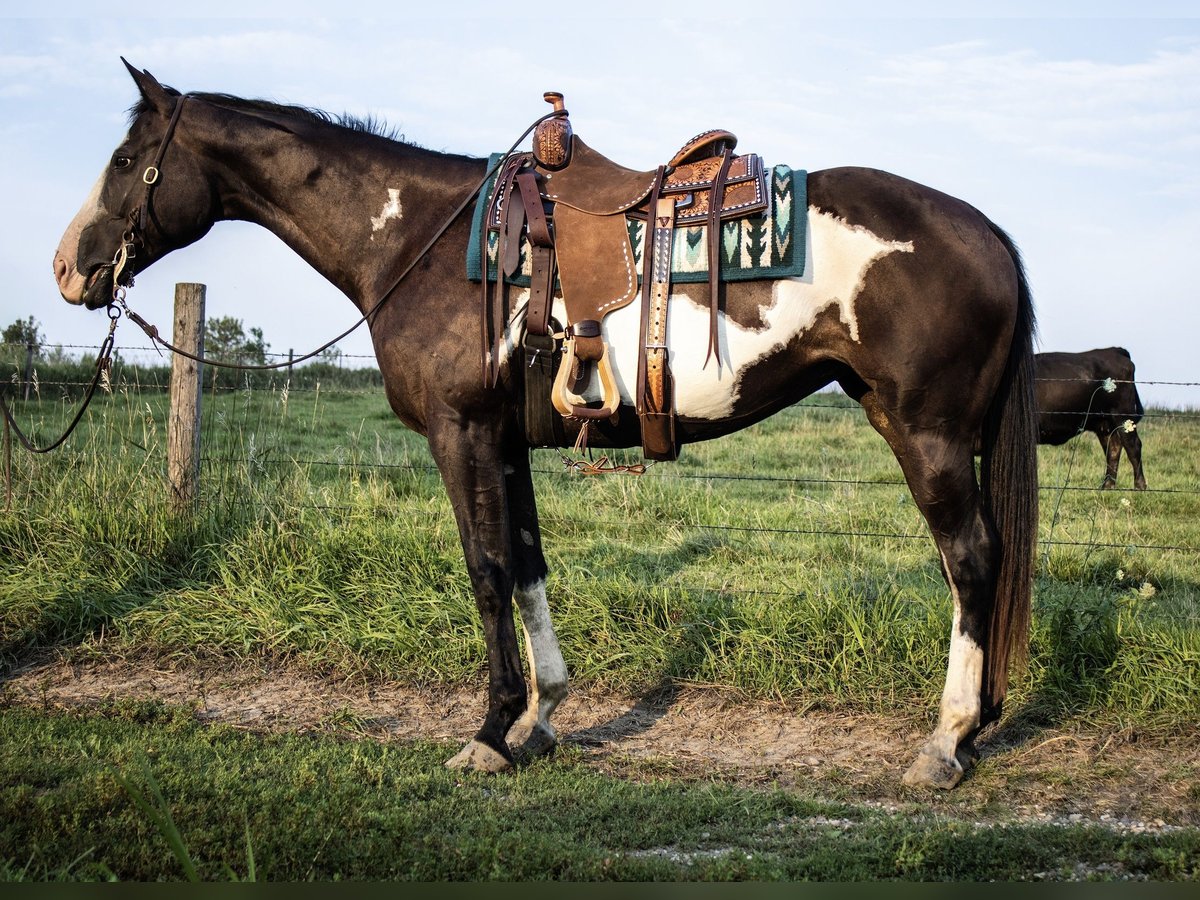 Paint Horse Mare 14 years Pinto in Battle Creek