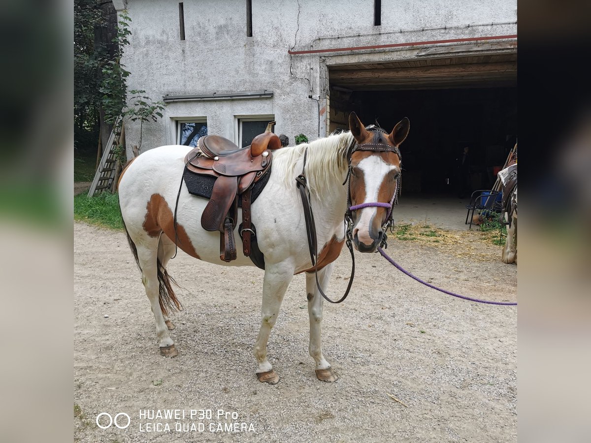 Paint Horse Mare 15 years 15 hh Overo-all-colors in BETTELDORF