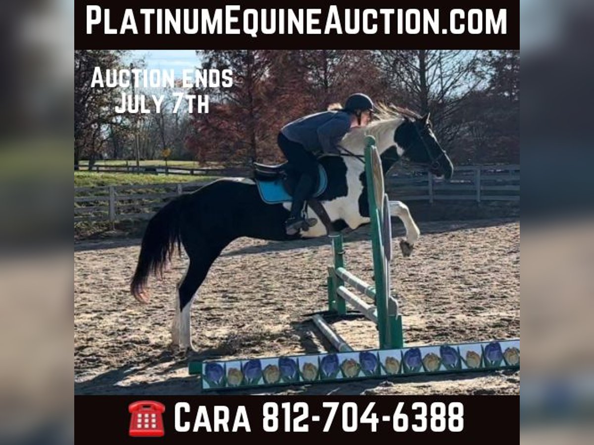 Paint Horse Mare 15 years 15 hh in bORDEN in