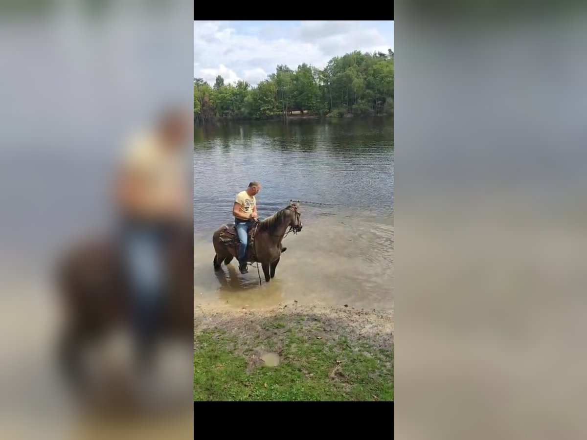 Paint Horse Mare 16 years 14,2 hh Grullo in Maria Hoop
