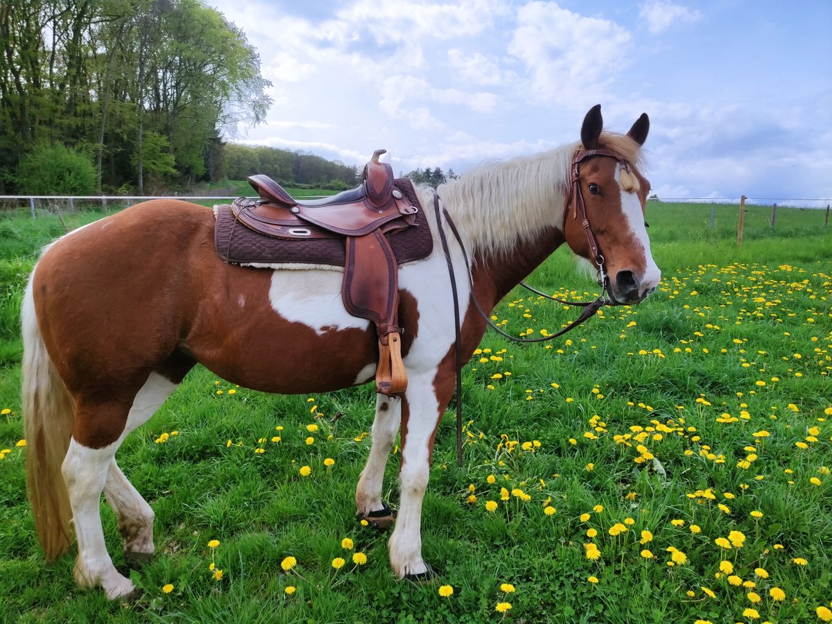 Paint Horse Mare 17 years 15 hh Tobiano-all-colors in Rheinbach Paint Horse Mare 17 years 15 hh Tobiano-all-colors in Rheinbach