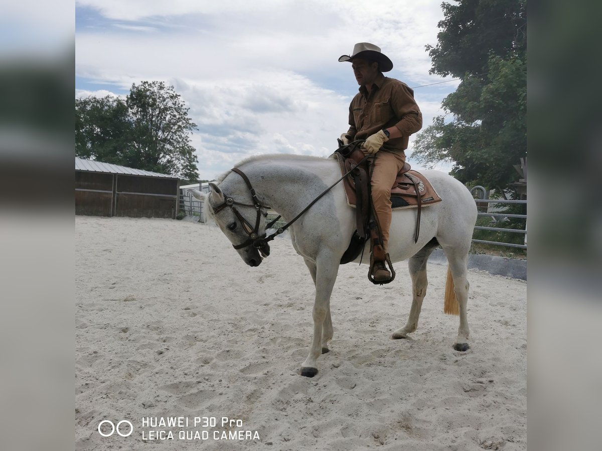 Paint Horse Mare 19 years 15,1 hh Gray-Dapple in BETTELDORF
