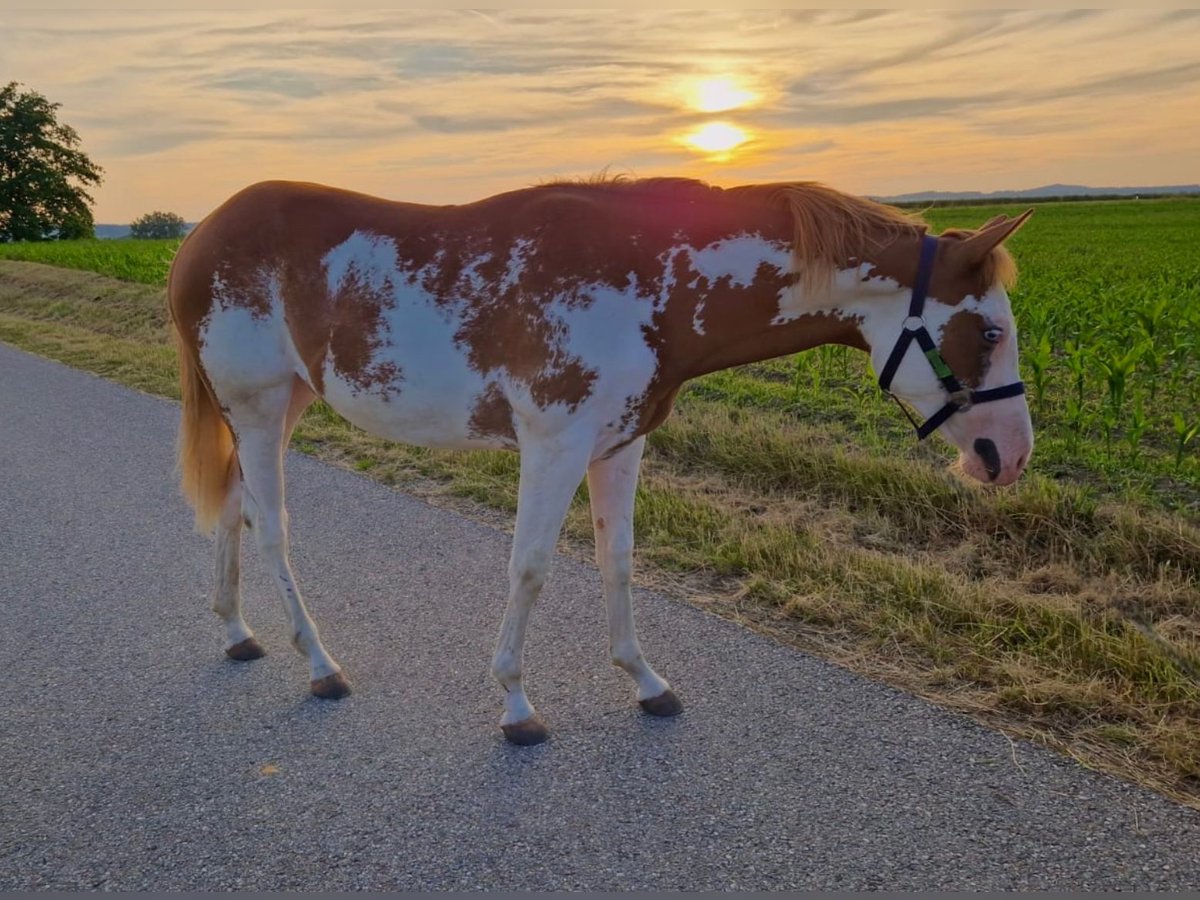 Paint Horse Mare 1 year 13,2 hh Overo-all-colors in Pfaffing
