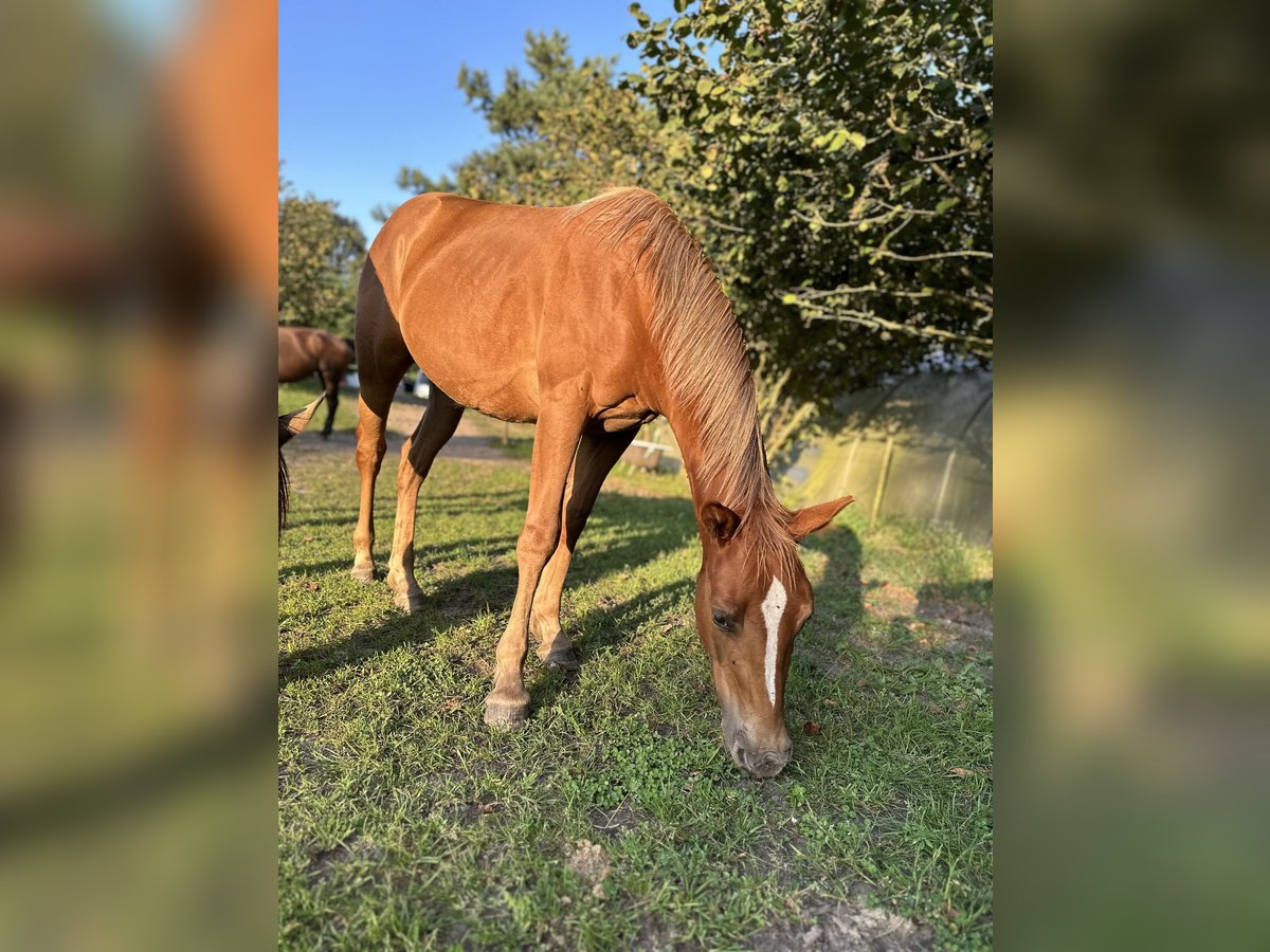 Paint Horse Mare 1 year 14,1 hh Chestnut-Red in Kubczyce