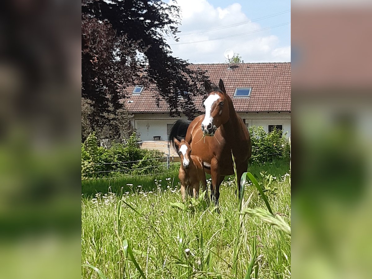 Paint Horse Mare 1 year 14,2 hh Brown in Eggenthal