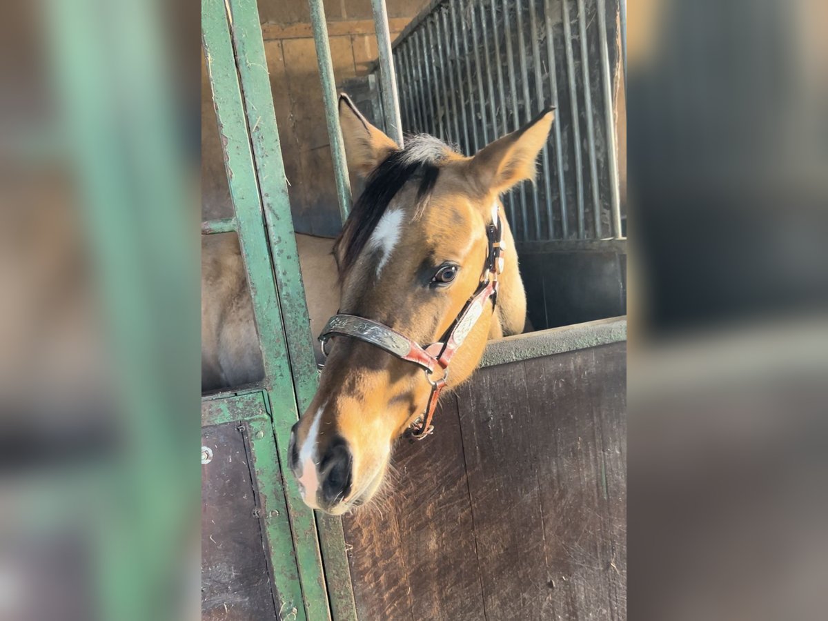 Paint Horse Mare 1 year 14,2 hh Buckskin in Kortenhoef