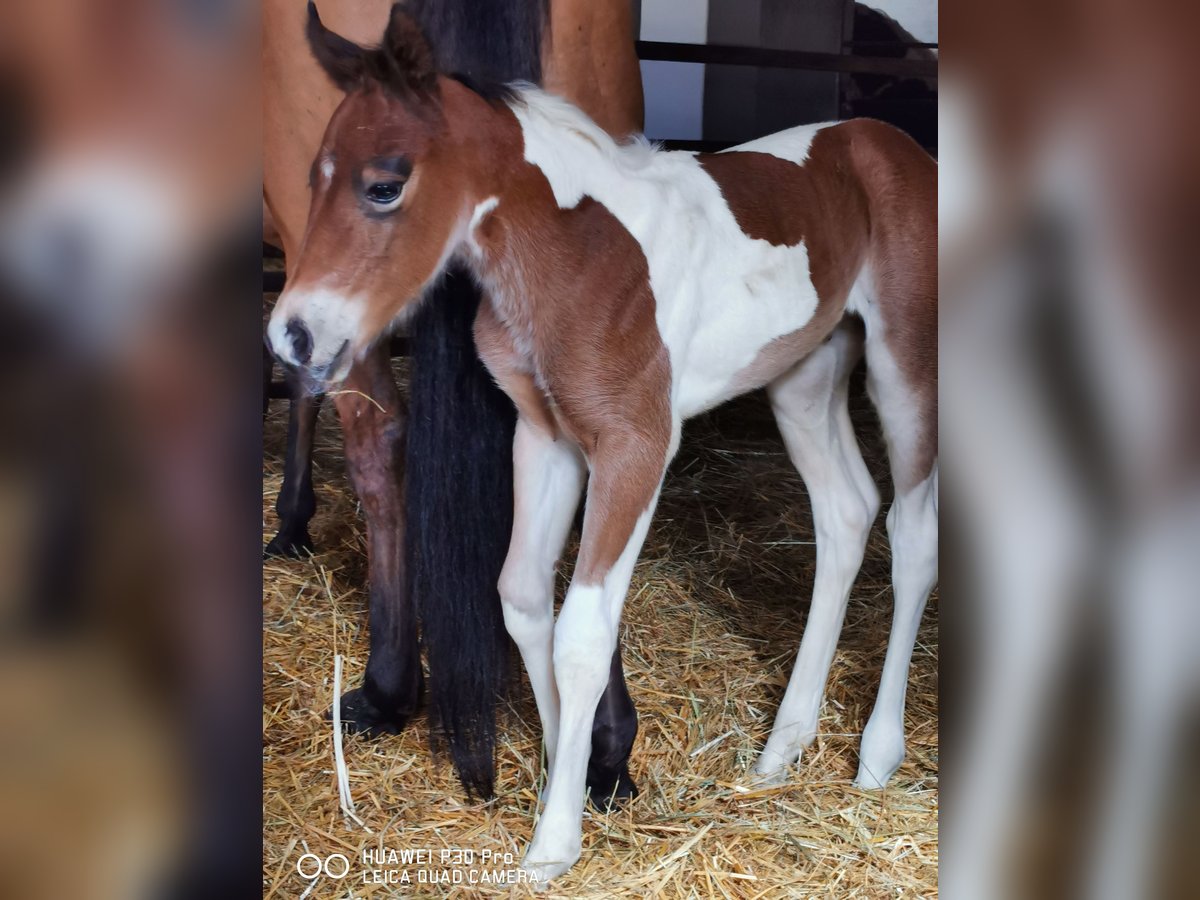 Paint Horse Mare 1 year 14,2 hh Pinto in Betteldorf