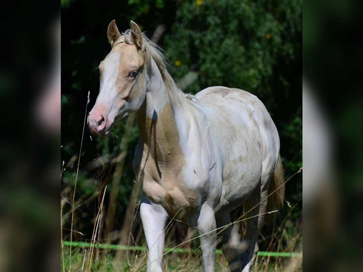 Paint Horse Mare 1 year 14,2 hh Champagne in Buchbach