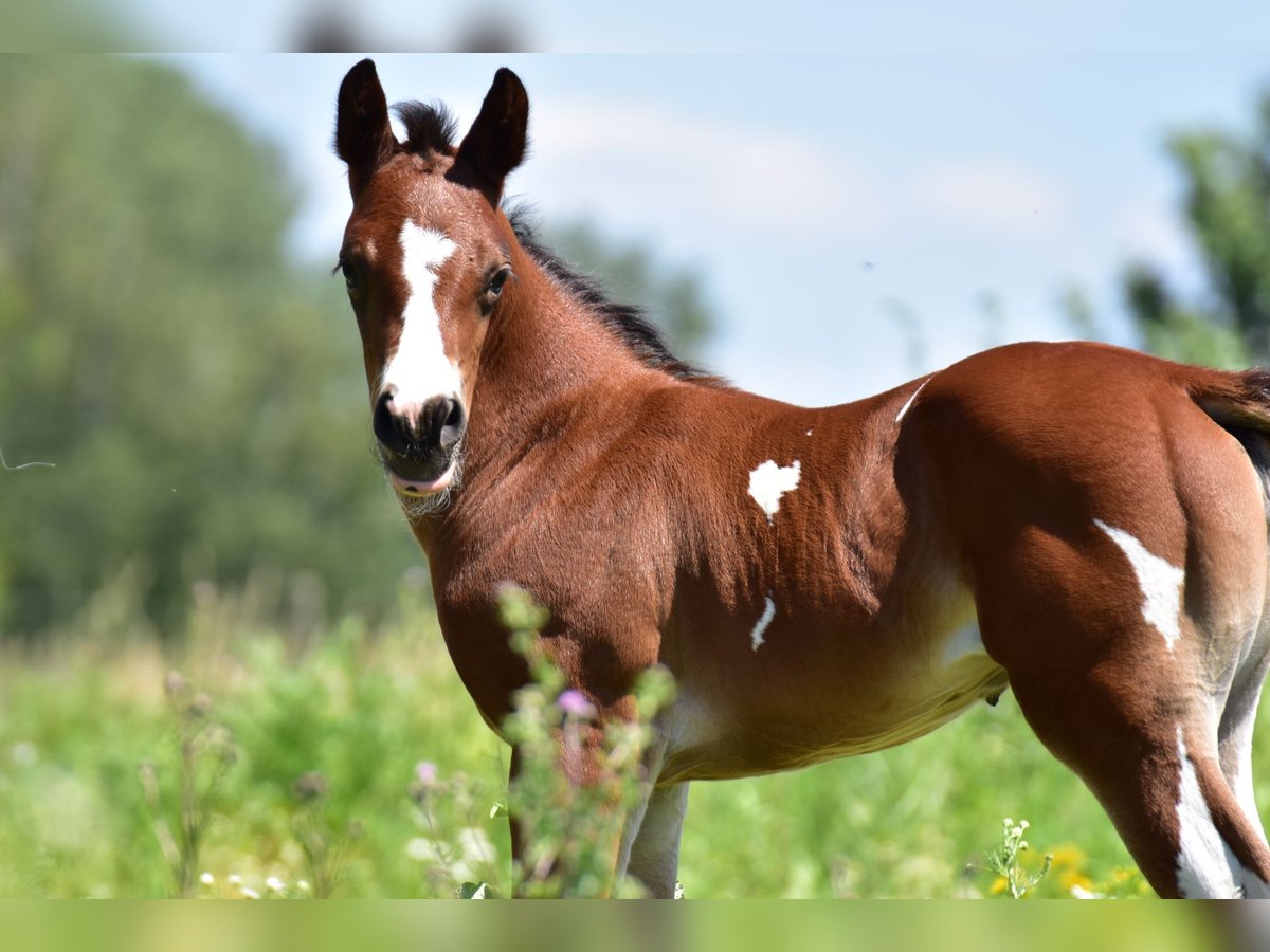 Paint Horse Mare 1 year 15,1 hh Tobiano-all-colors in Groitzsch