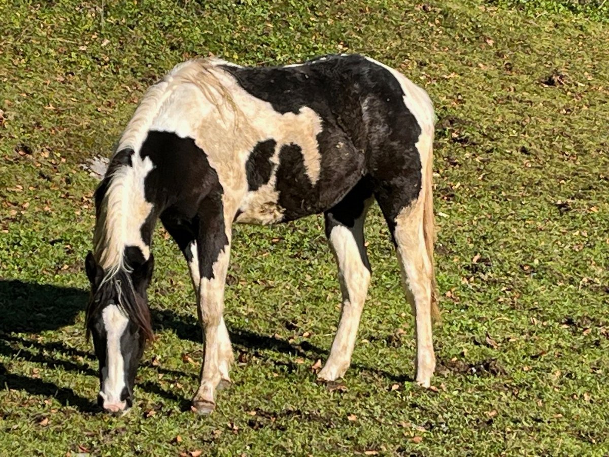 Paint Horse Mare 1 year 15,1 hh Tobiano-all-colors in TraunkirchenTraunkirchen