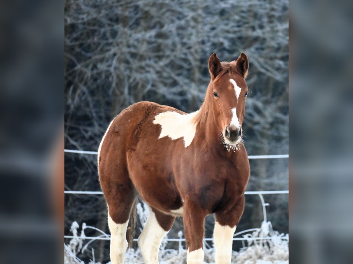 Paint Horse Mare 1 year 15,2 hh Chestnut-Red in Pranzing