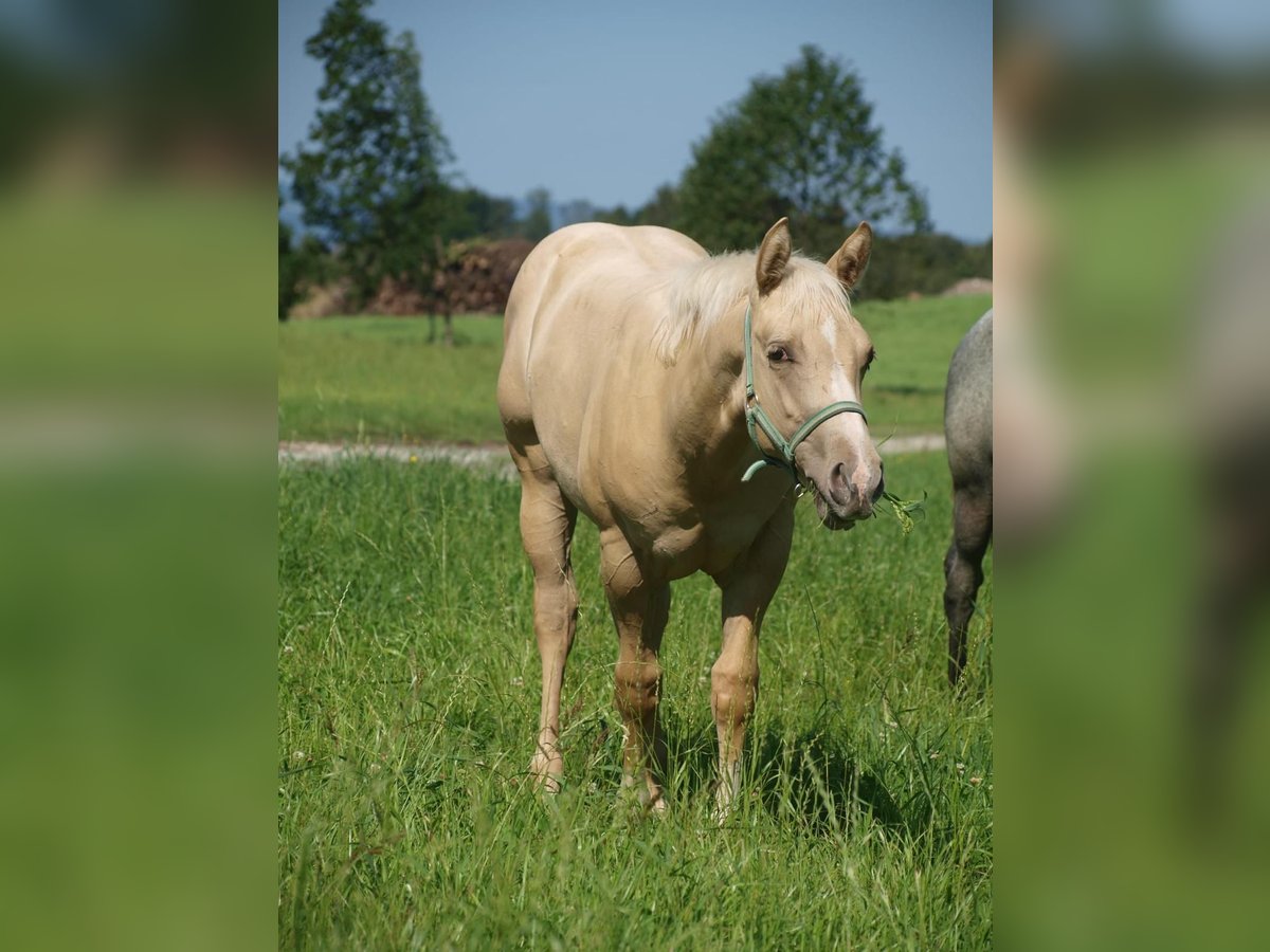 Paint Horse Mare 1 year 15,2 hh Palomino in Rohrdorf