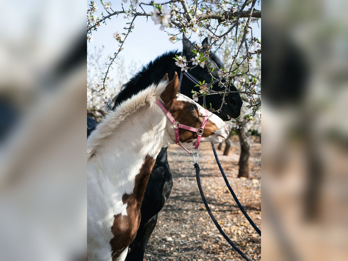 Paint Horse Mix Mare 1 year 15,2 hh Pinto in Torreblanca