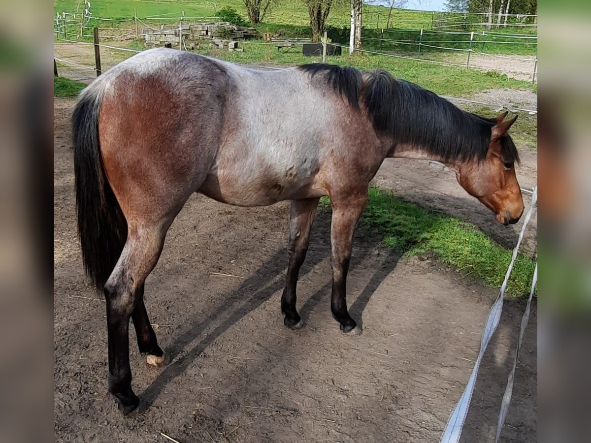 Paint Horse Mare 1 year 15,2 hh Roan-Bay in Auengrund