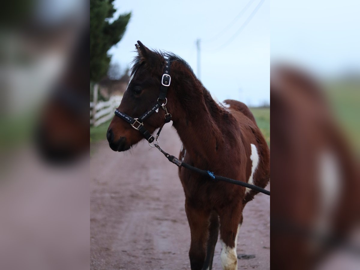 Paint Horse Mare 1 year 15 hh Brown in Gerbitz