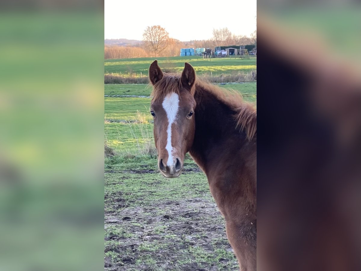 Paint Horse Mare 1 year 15 hh Chestnut-Red in Högsdorf