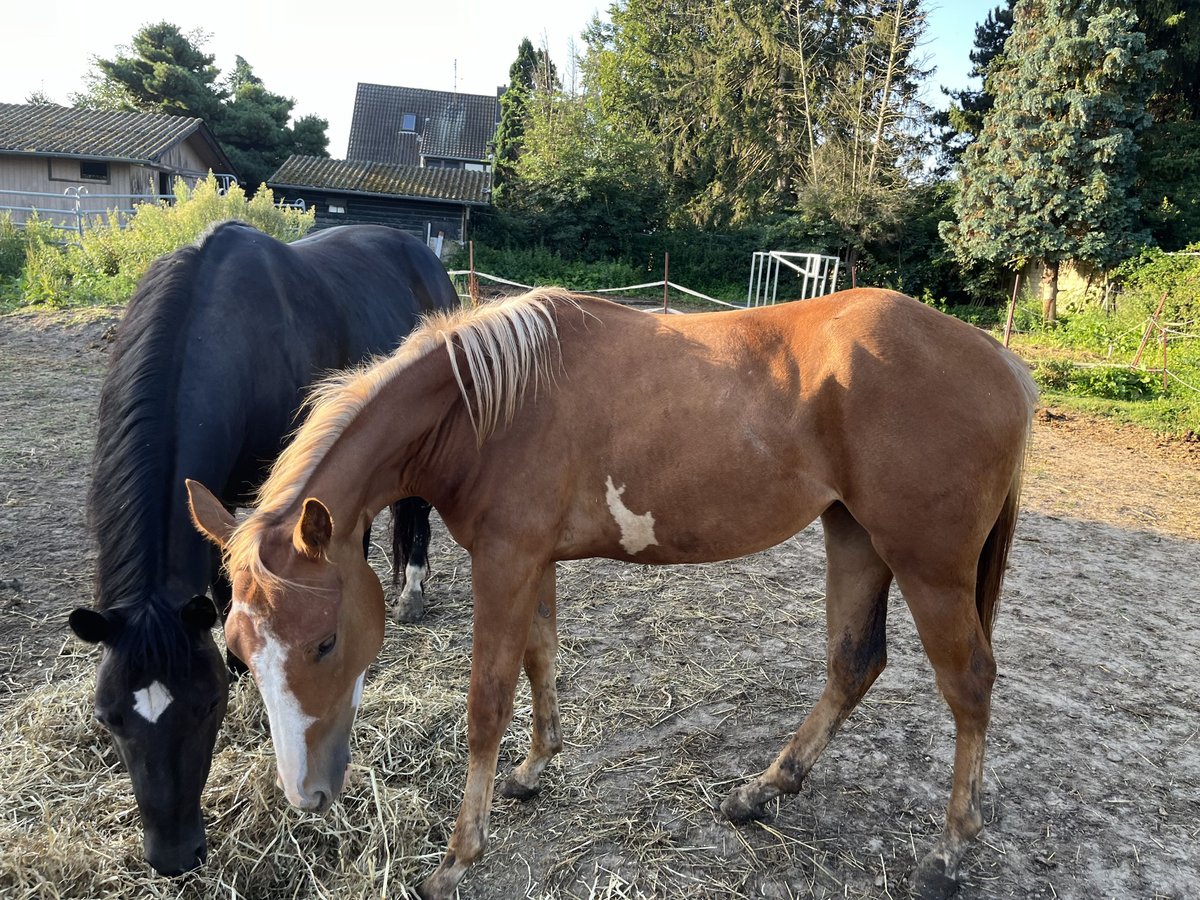 Paint Horse Mare 1 year 15 hh Chestnut-Red in Elsdorf