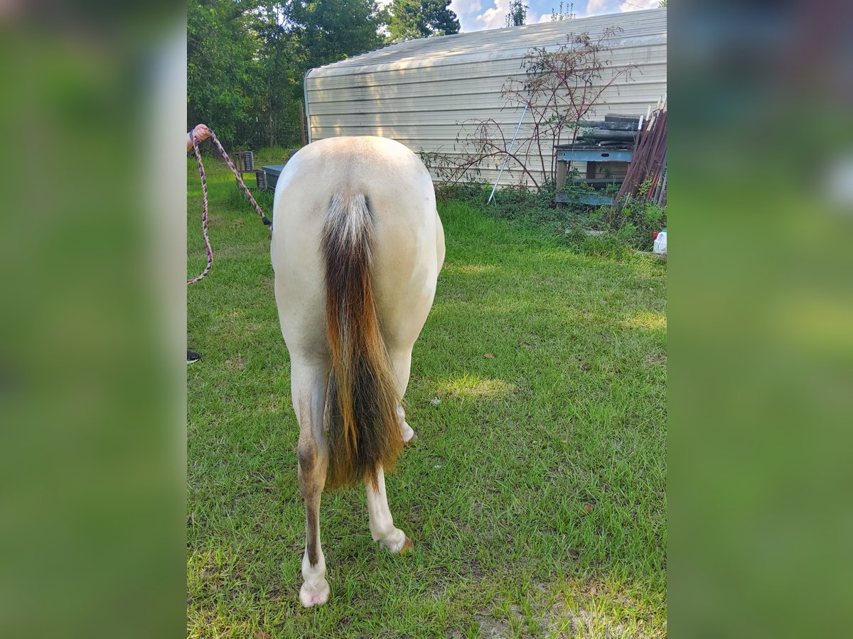 Paint Horse Mare 1 year 15 hh Overo-all-colors in Bowman