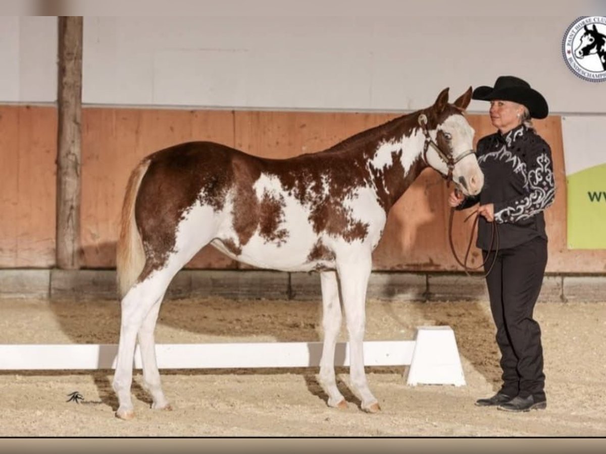 Paint Horse Mare 1 year 15 hh Overo-all-colors in EgmatingEgmating