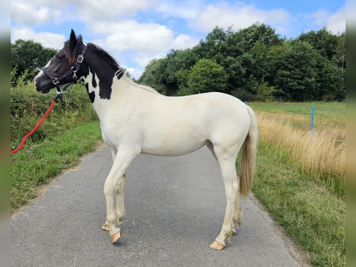 Paint Horse Mix Mare 1 year 15,1 hh Pinto in Simmerath