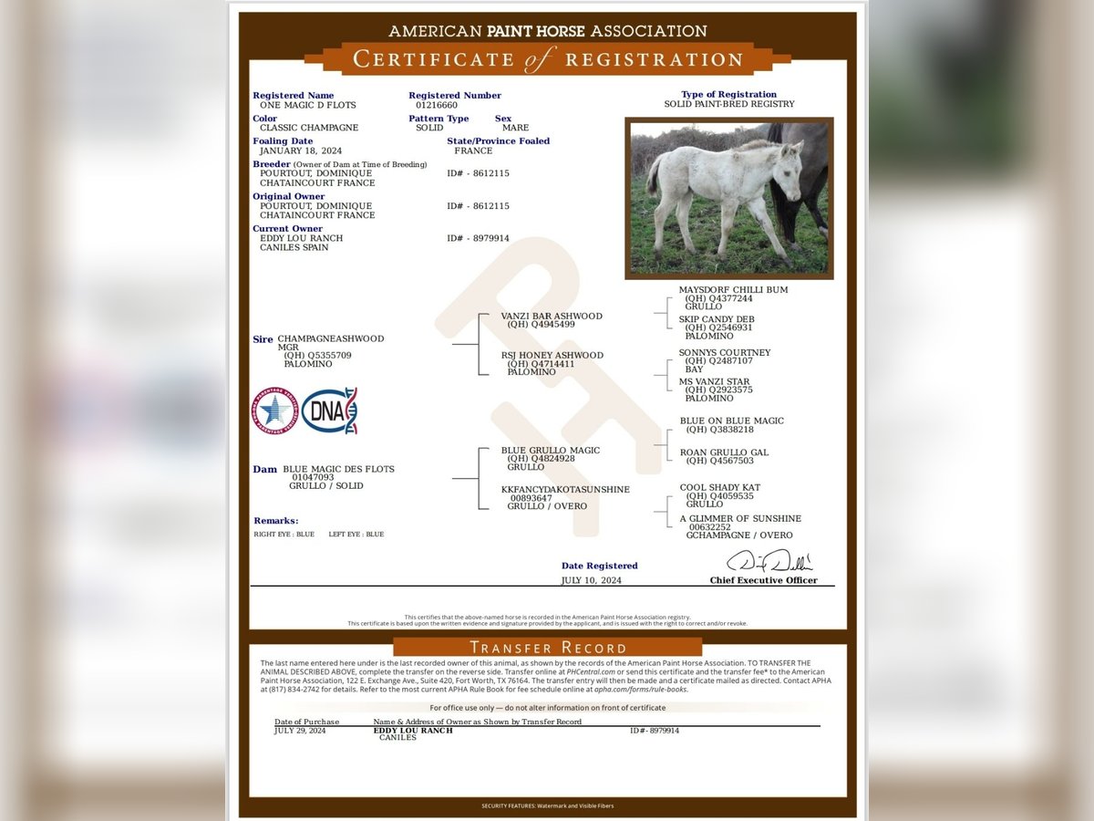 Paint Horse Mare 1 year Champagne in Caniles