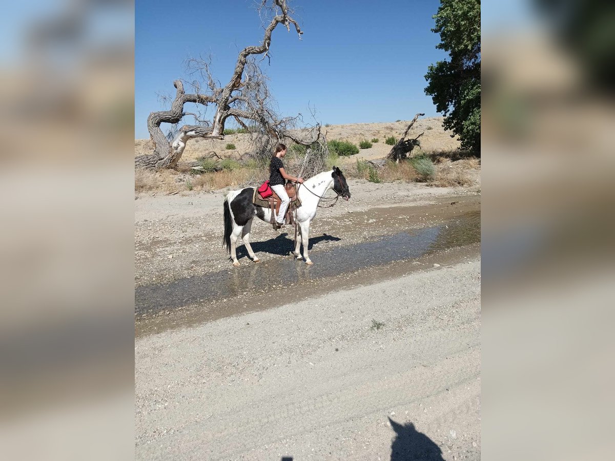 Paint Horse Mare 20 years 15 hh Tobiano-all-colors in Llano, CA