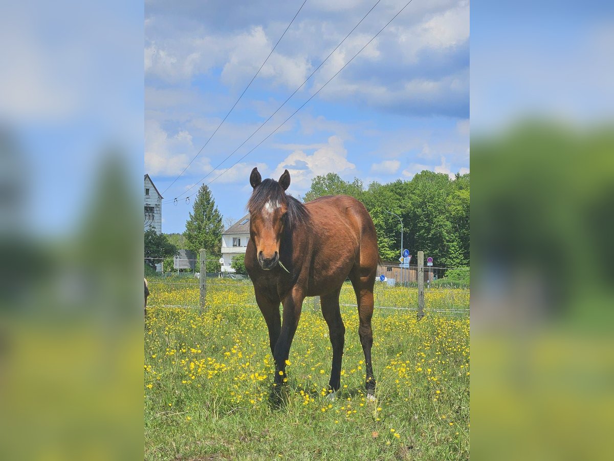 Paint Horse Mare 2 years 14,1 hh Brown in AmorbachAmorbach