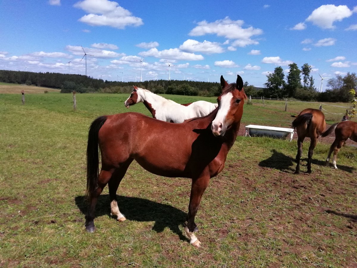 Paint Horse Mare 2 years 14,2 hh Bay-Dark in Hellenthal