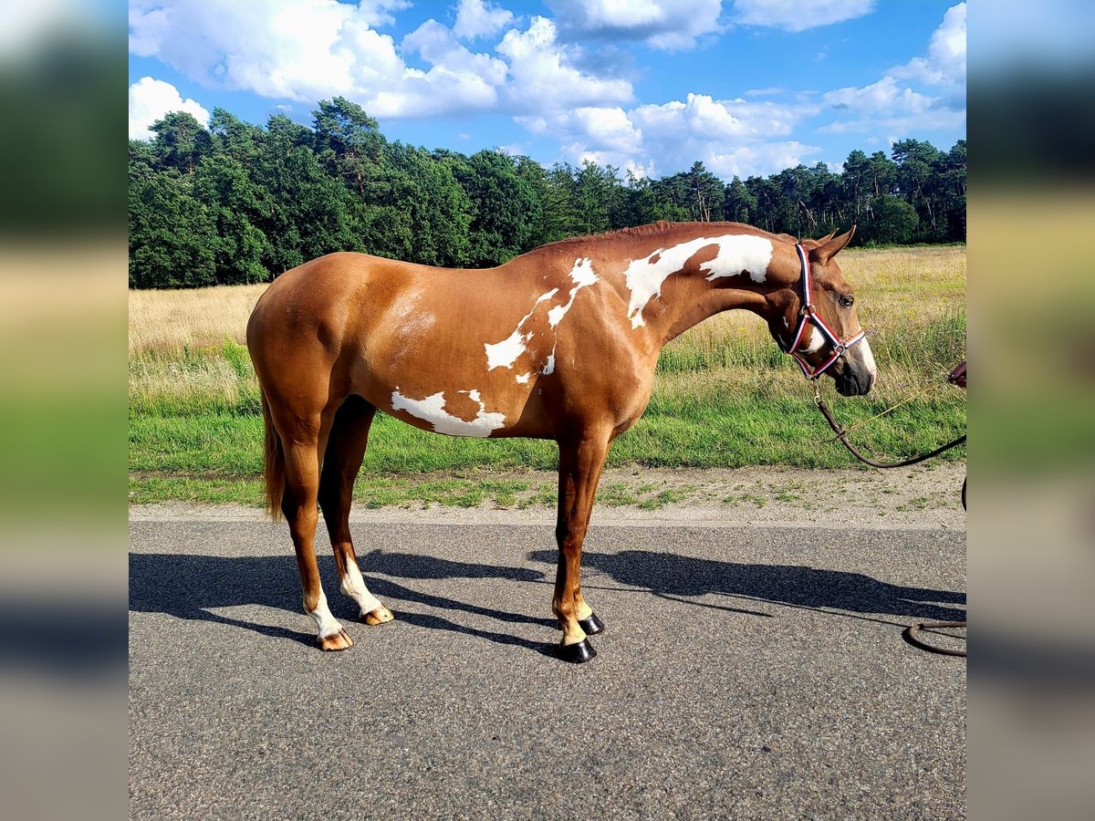 Paint Horse Mare 2 years 14,3 hh Overo-all-colors in schinveld