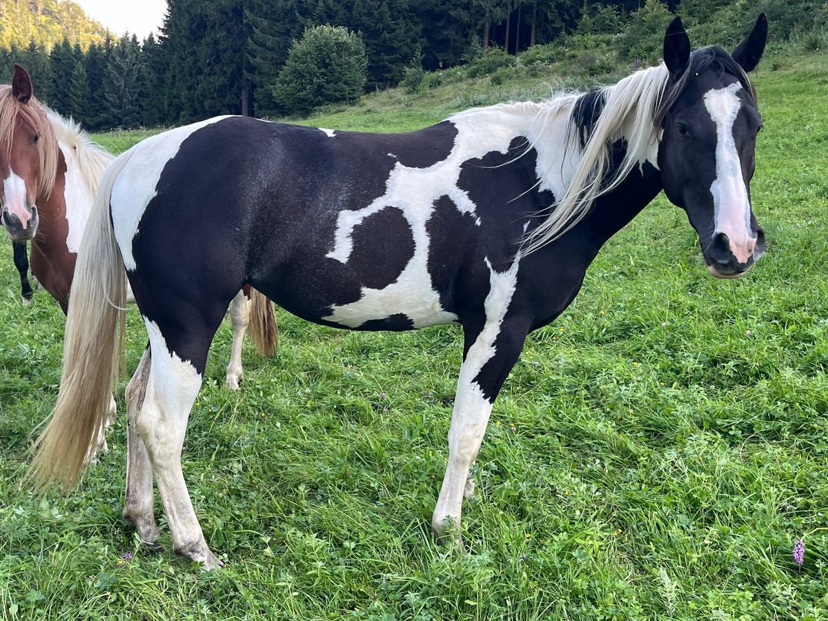 Paint Horse Mare 2 years 14 hh Tobiano-all-colors in Traunkirchenraunkirchen