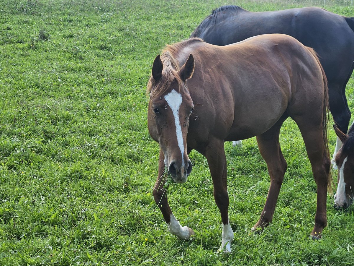 Paint Horse Mare 2 years 14,2 hh Chestnut-Red in Eggenthal