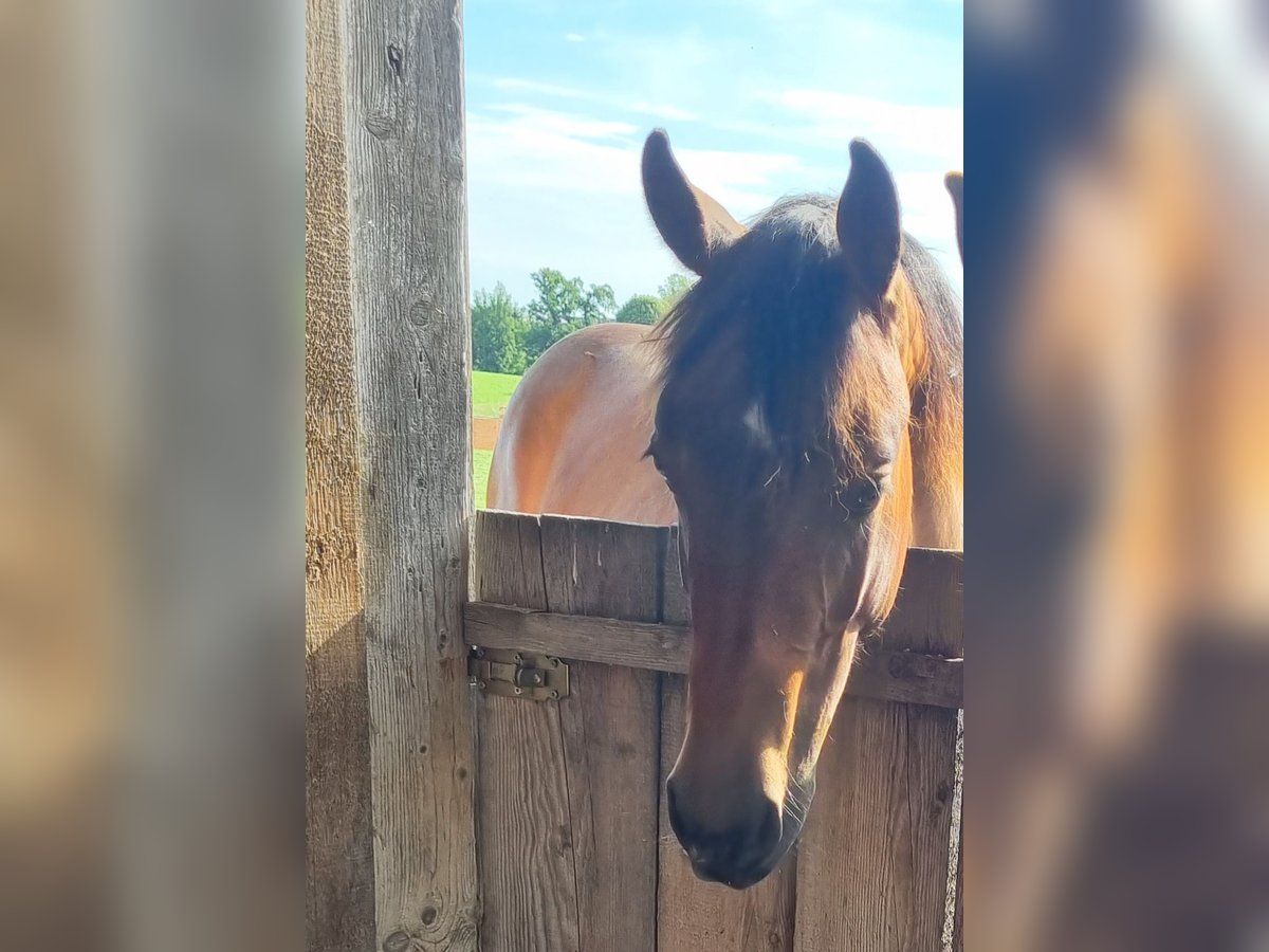 Paint Horse Mare 2 years 15,1 hh Brown in Eglfing