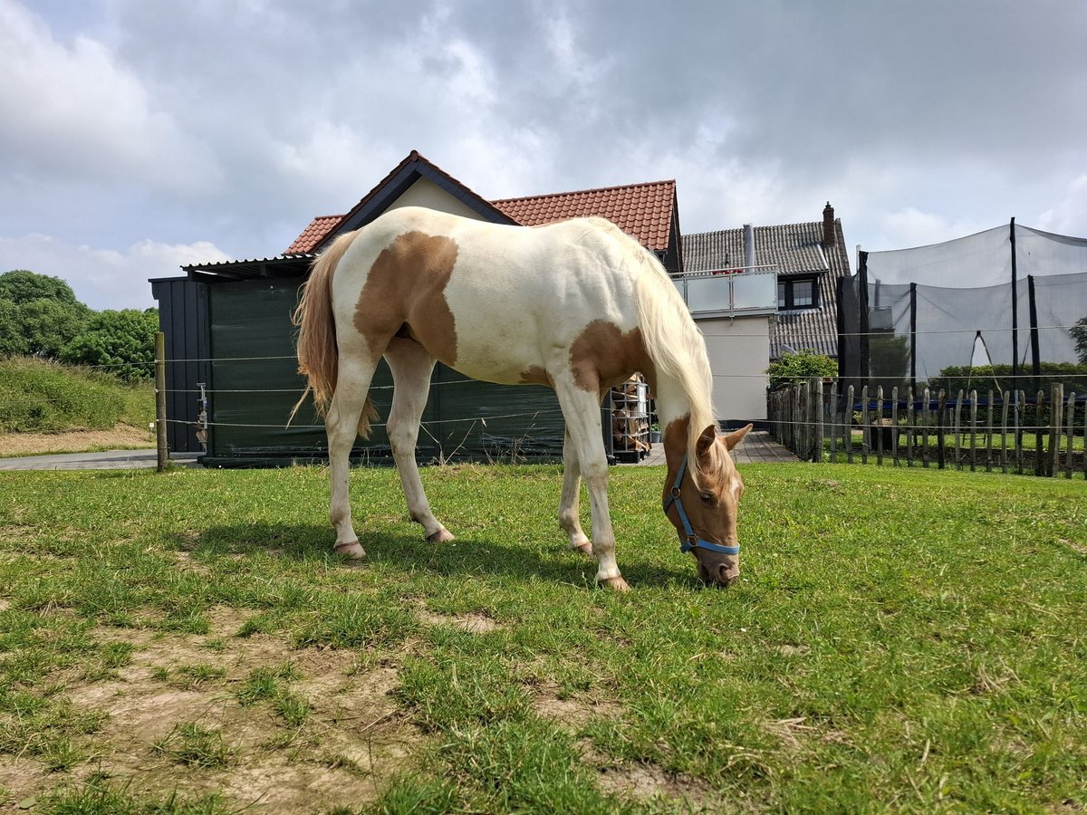 Paint Horse Mix Mare 2 years 15,1 hh Champagne in Melle