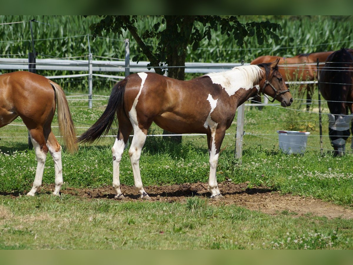 Paint Horse Mare 2 years 15,1 hh Tobiano-all-colors in Langenau