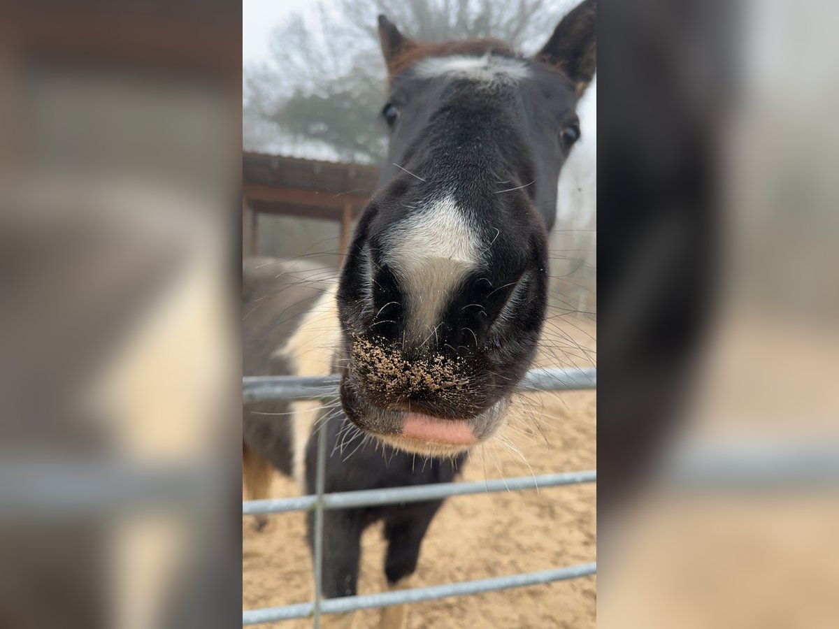 Paint Horse Mix Mare 2 years 15,2 hh Pinto in Elmenhorst