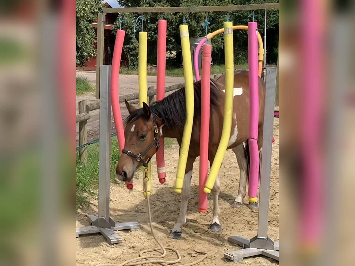 Paint Horse Mare 3 years 14,2 hh Tobiano-all-colors in Asendorf