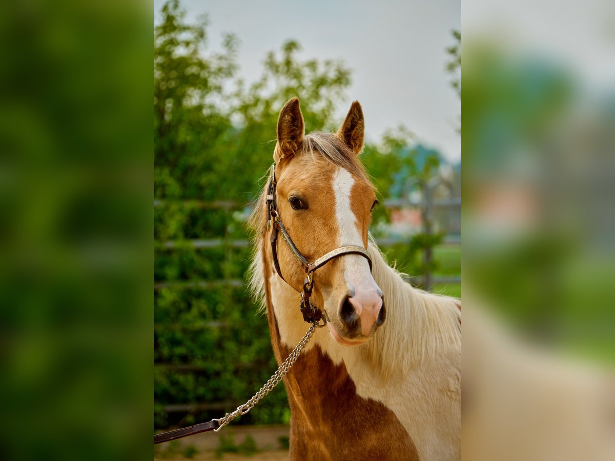 Paint Horse Mare 3 years 14,2 hh Tobiano-all-colors in Eggenthal