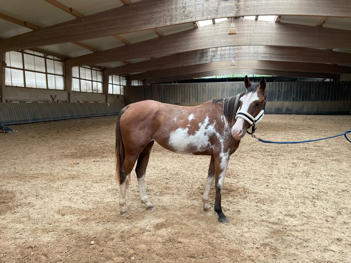 Paint Horse Mix Mare 3 years 14,3 hh Overo-all-colors in Bexbach- Höchen