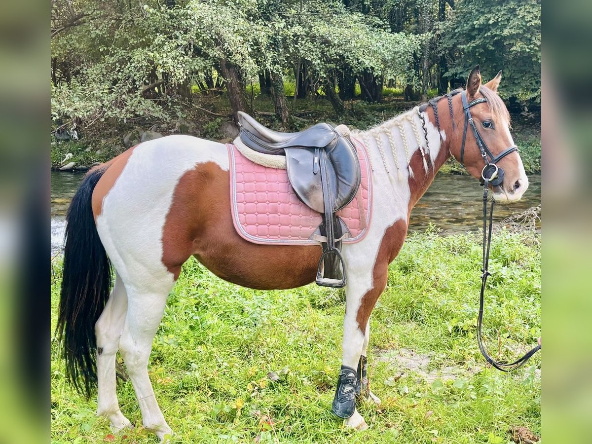 Paint Horse Mare 3 years 14 hh Pinto in Bergamo
