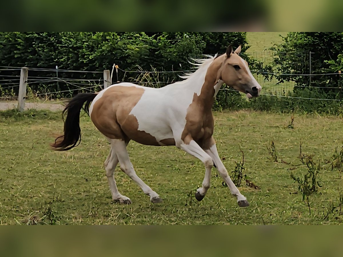 Paint Horse Mare 3 years 14,2 hh Tobiano-all-colors in Eggenthal